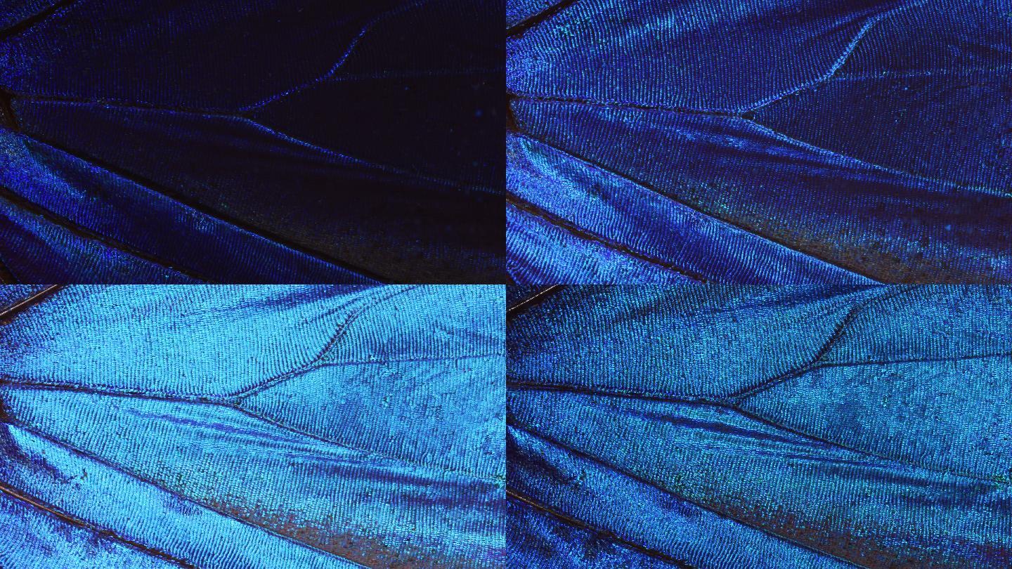 蓝色形态蝴蝶翅膀的特写镜头