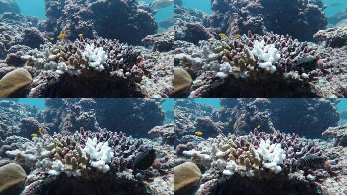 气候变化珊瑚漂白对水下环境的影响