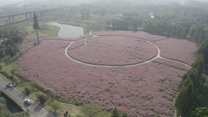 城市风景 南京 长江湿地公园 粉黛子