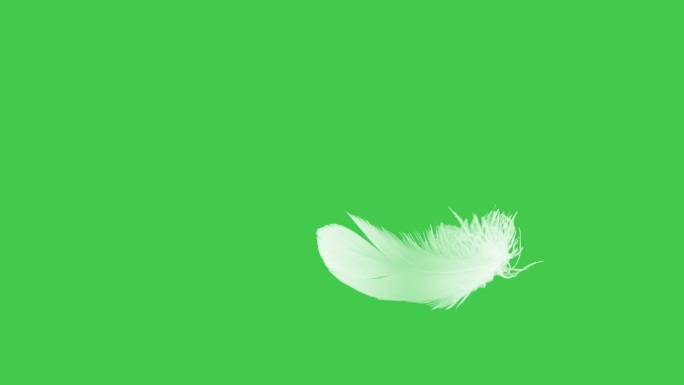 羽毛特写绿色屏幕。