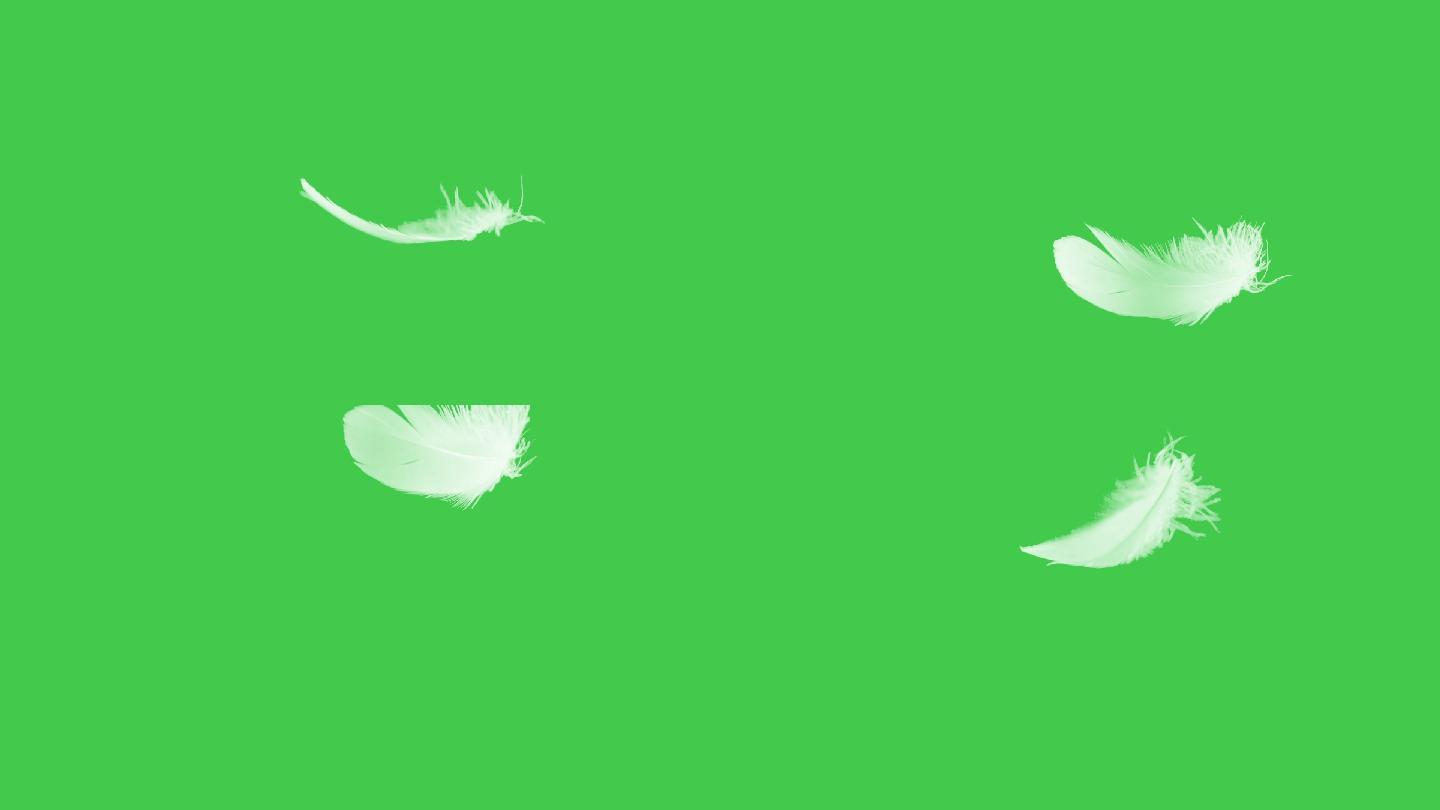 羽毛特写绿色屏幕。