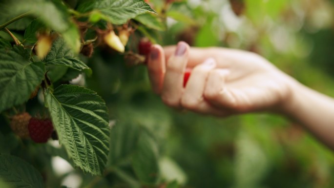 一位女士从树莓树上摘下树莓的特写镜头