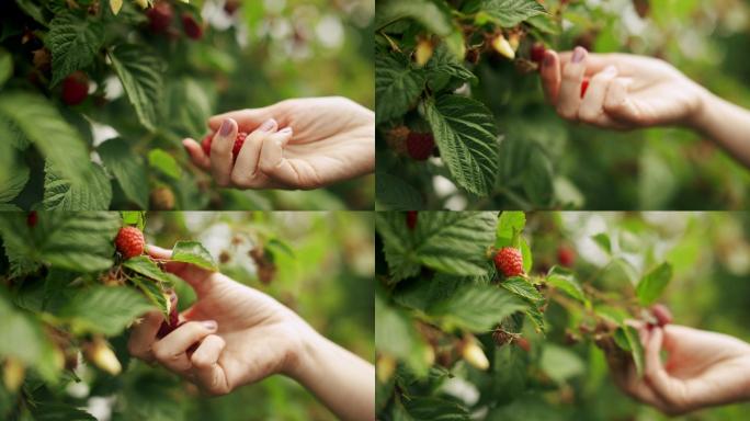 一位女士从树莓树上摘下树莓的特写镜头