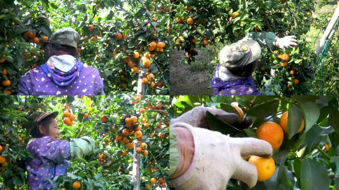 实拍广西岑溪市 农村果农采摘柑橘果场景