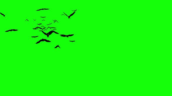 蝙蝠在绿色屏幕上飞行和攻击。万圣节概念
