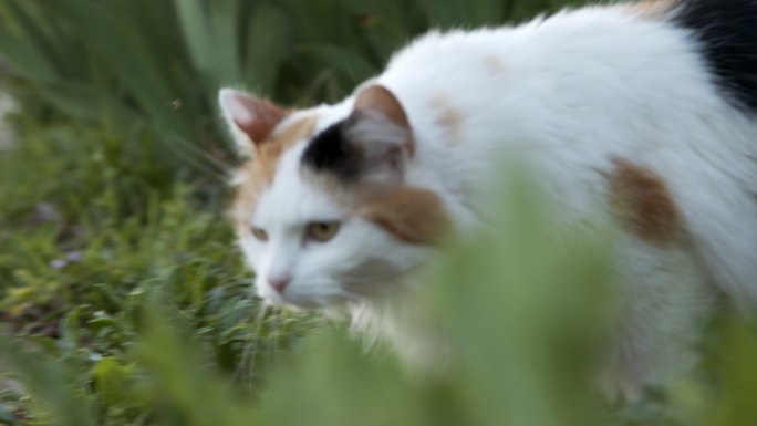 一只美丽的花猫穿过一个花园