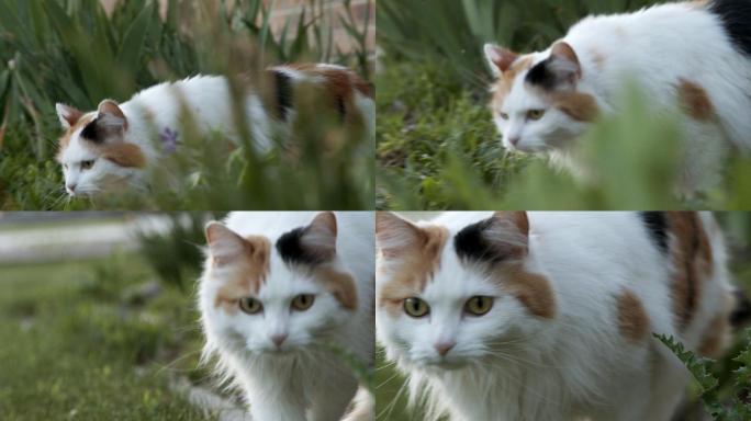 一只美丽的花猫穿过一个花园