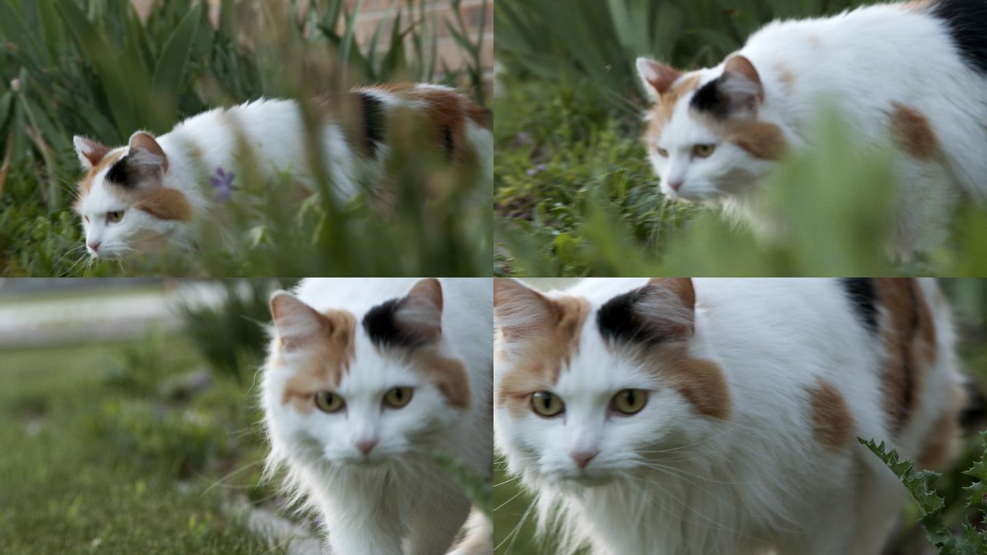 一只美丽的花猫穿过一个花园