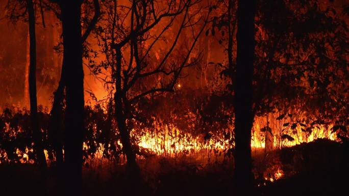 热带森林大火燃烧