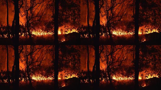 热带森林大火燃烧