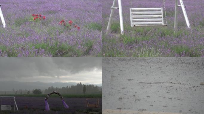 【合集】暴雨中的薰衣草田