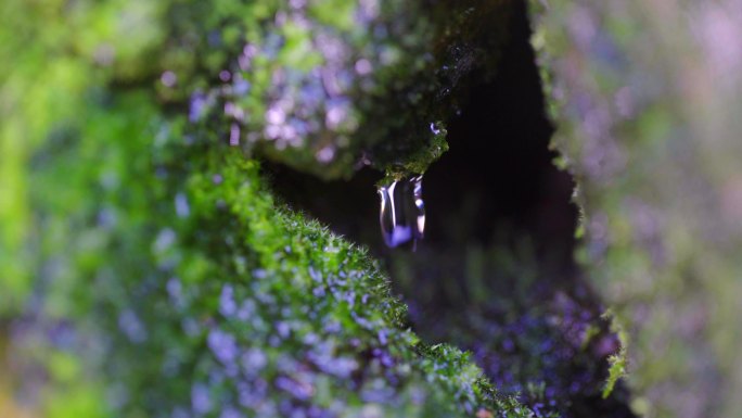 4K 水滴青苔-一滴水-绿色植被