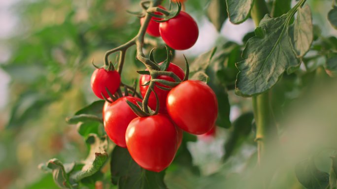 一簇成熟的西红柿圣女果千禧果果园果树