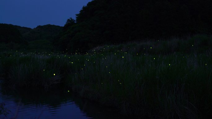 夏天有许多萤火虫在跳舞