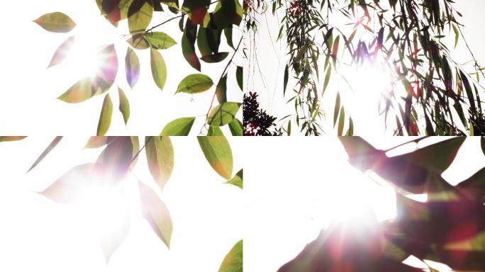 树叶 阳光 阳光 透过树叶 唯美空镜4K
