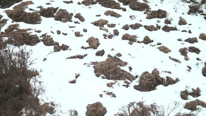 下雪后的高原草地