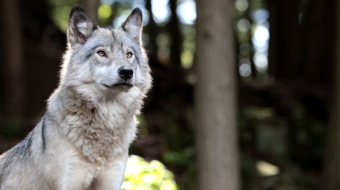 大灰狼凶狠捕猎观察