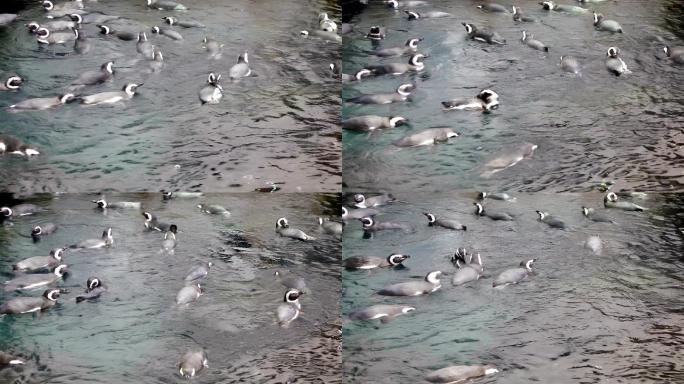 一群可爱的麦哲伦企鹅在水中盘旋