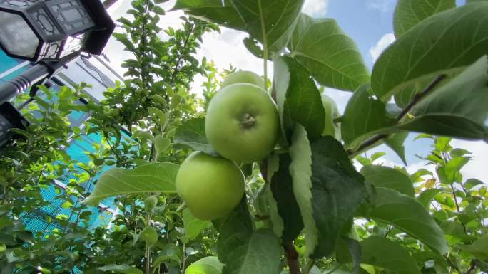 农业温室大棚现代智慧有机蔬菜科学种植灌溉