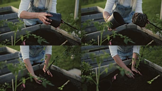 妇女在花园里种植盆栽番茄。