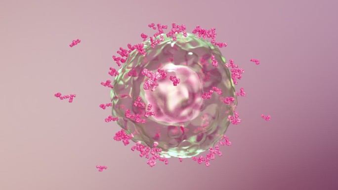 免疫系统激活B细胞产生释放抗体抗病毒04