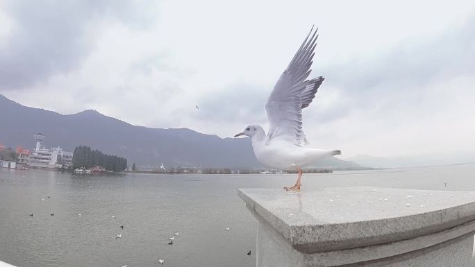 飞翔的滇池