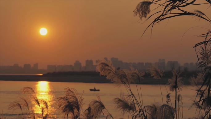 江边黄昏夕阳下的芦苇