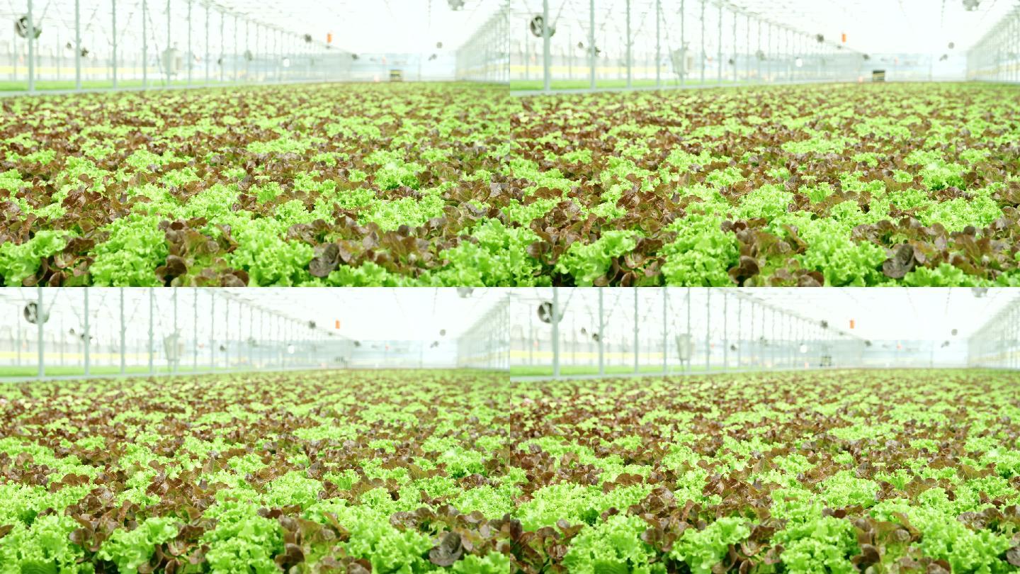 生长在大型温室中的生菜