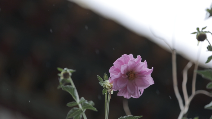 立春雨中植物花朵清晨露珠下雨