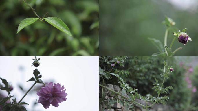 立春雨中植物花朵清晨露珠下雨