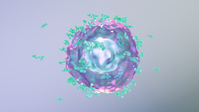 免疫系统激活B细胞产生释放抗体抗病毒07