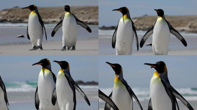企鹅在海滩上散步南极冰岛温室效应