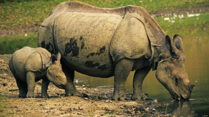 印度独角犀牛和小牛饮用河水