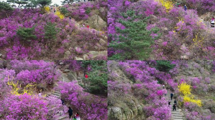 青岛大珠山春季杜鹃花海航拍4K视频