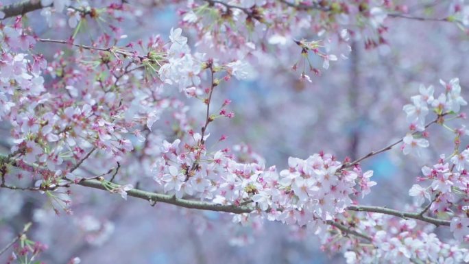 樱花赏析