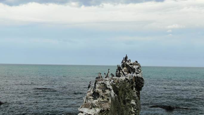 航拍海边岩石海鸟（近距离）