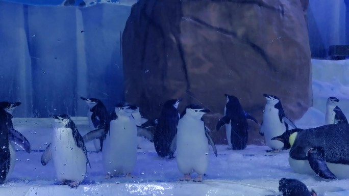 海昌极地海洋公园的企鹅