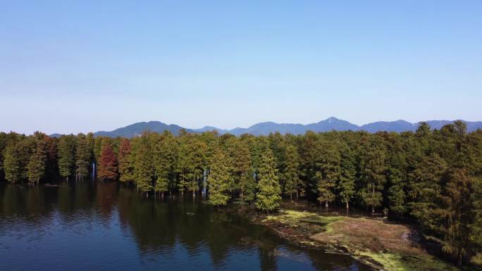 水杉林航拍 山水湖景 四明湖水杉树风光