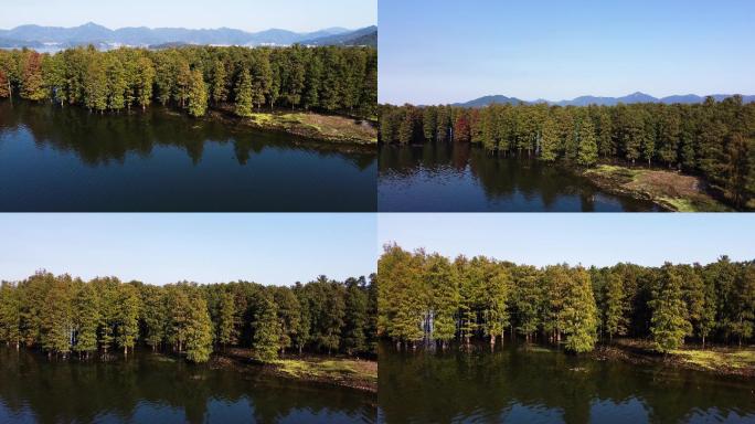 水杉林航拍 山水湖景 四明湖水杉树风光