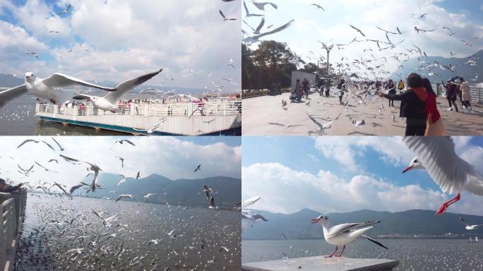 昆明滇池海鸥4K实拍素材