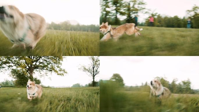 可爱的小狗在草地上奔跑