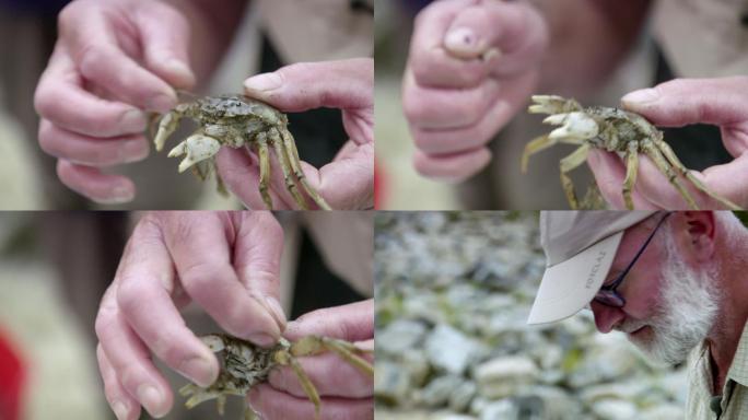 人工养殖螃蟹 蟹苗 甲壳类动物 海洋生物