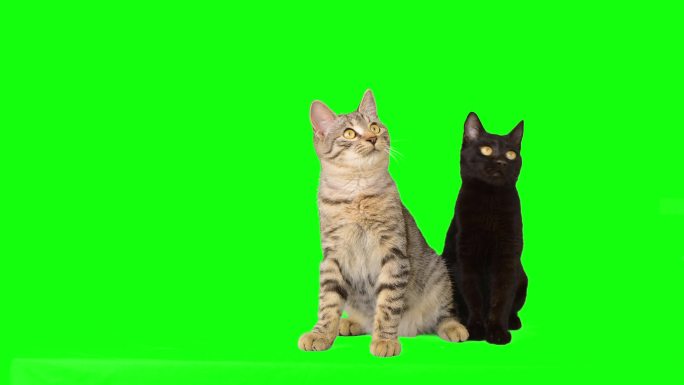 绿色屏幕上的黑色和虎斑猫