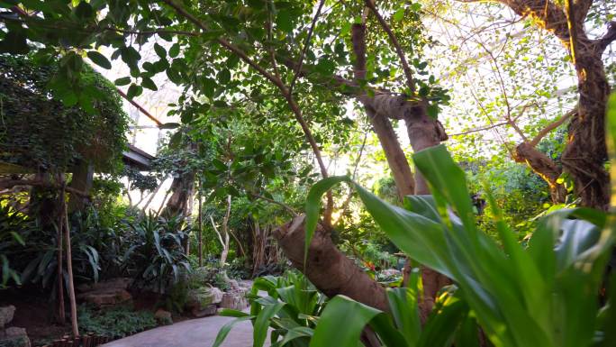植物馆-热带雨林