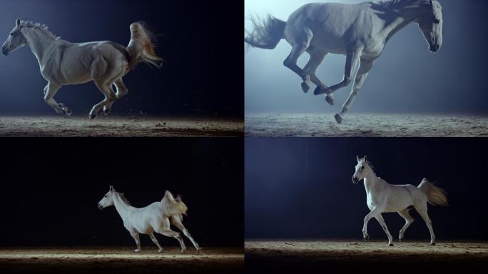 白马在夜间飞奔穿过骑乘大厅