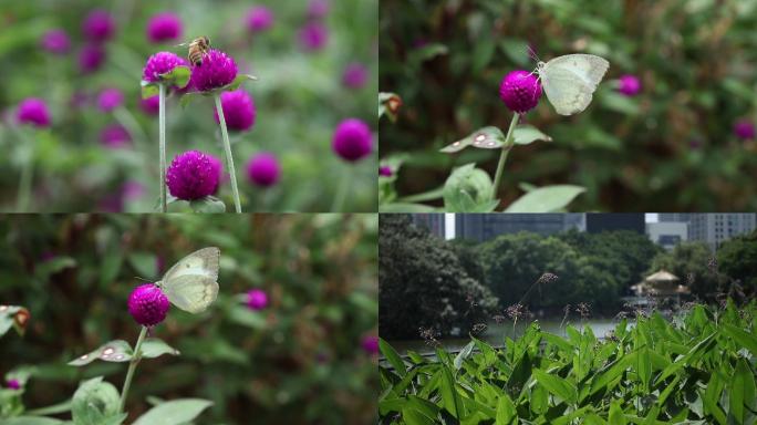 蝴蝶、蜜蜂、花、草、叶子、植物、亭子