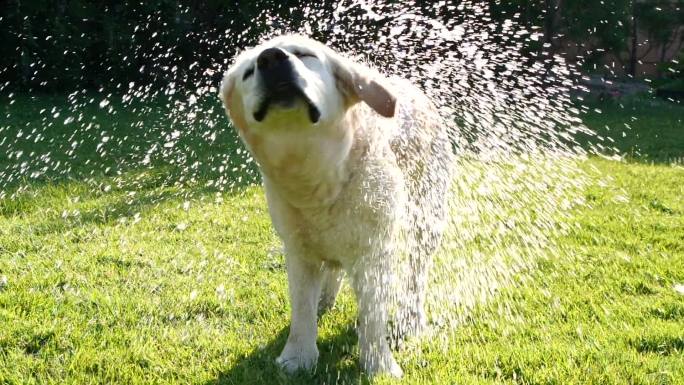 金色拉布拉多猎犬甩水的慢动作