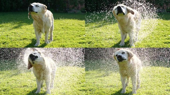 金色拉布拉多猎犬甩水的慢动作