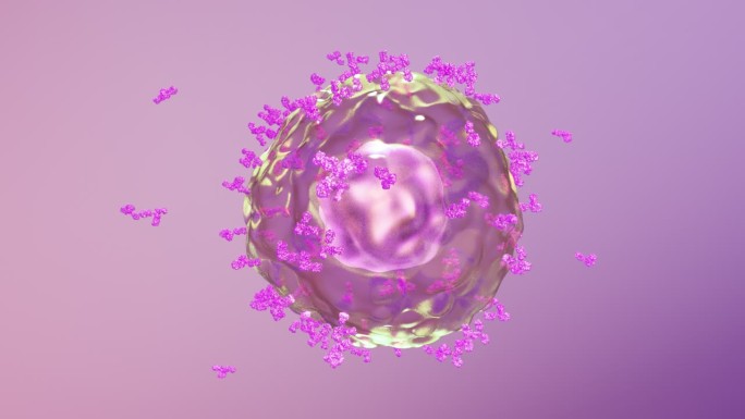 免疫系统激活B细胞产生释放抗体抗病毒03