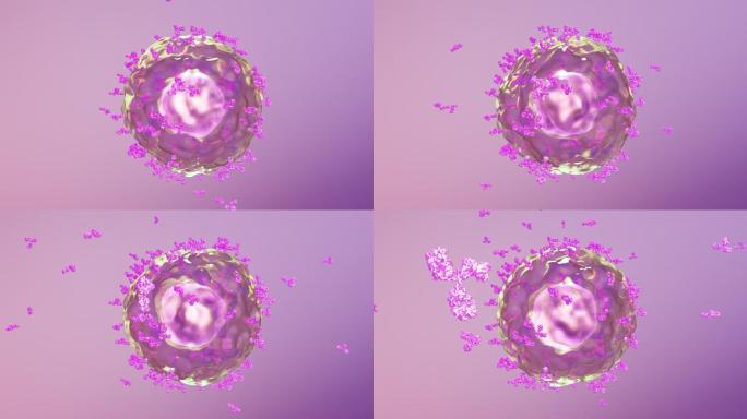 免疫系统激活B细胞产生释放抗体抗病毒03